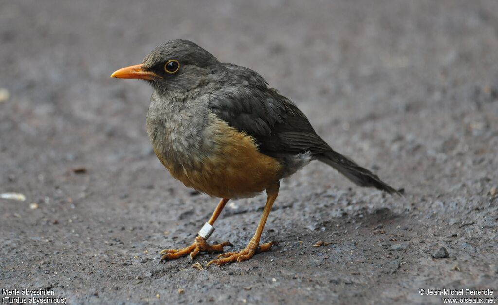 Abyssinian Thrush