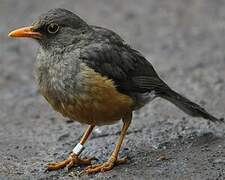 Abyssinian Thrush