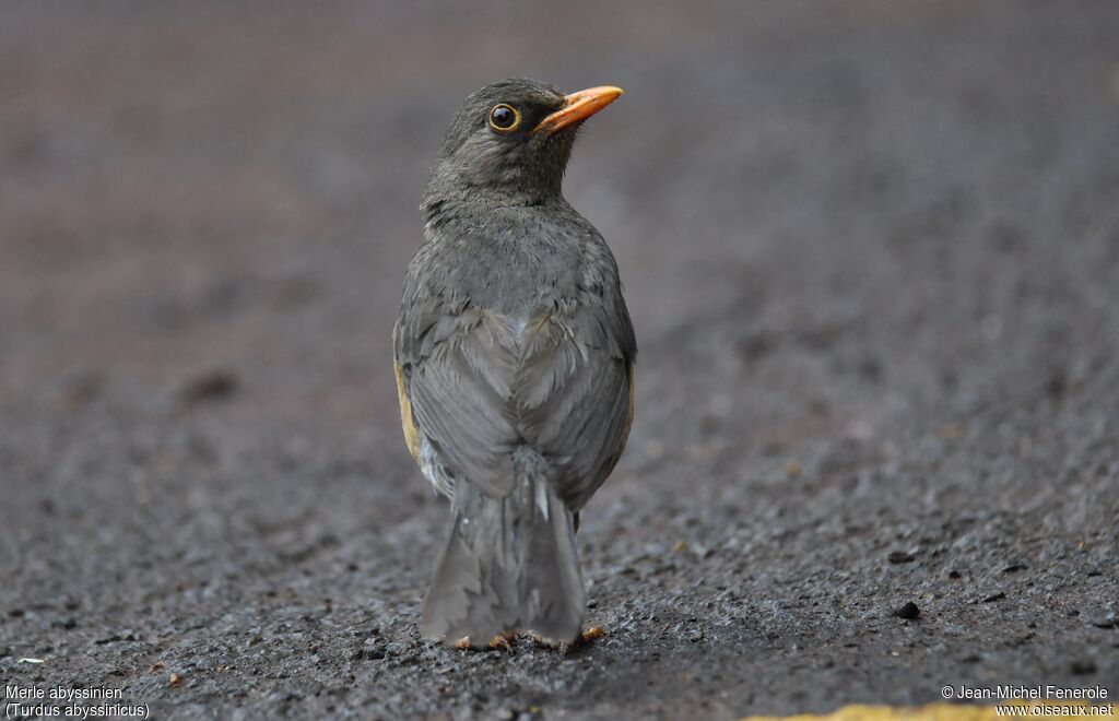 Abyssinian Thrush