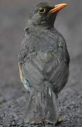 Abyssinian Thrush