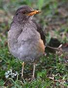 Abyssinian Thrush