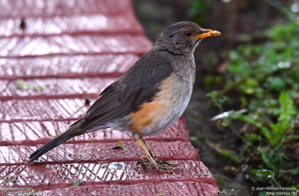 Abyssinian Thrush