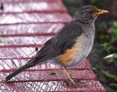 Abyssinian Thrush