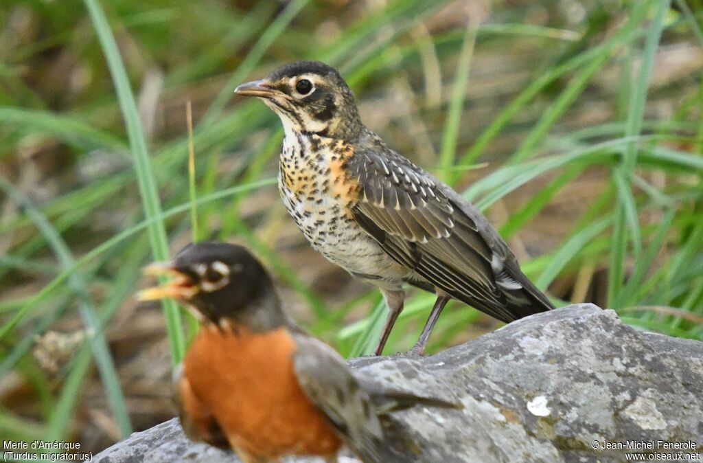 American Robin