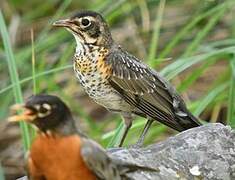 American Robin