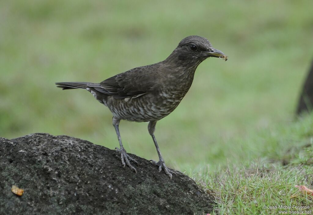 Merle de Sao Tomé