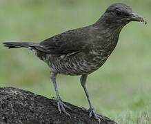 Sao Tome Thrush