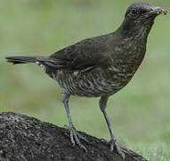 Sao Tome Thrush