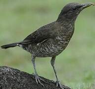 Sao Tome Thrush