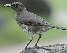 Sao Tome Thrush