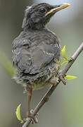 Sao Tome Thrush