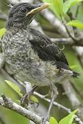 Sao Tome Thrush