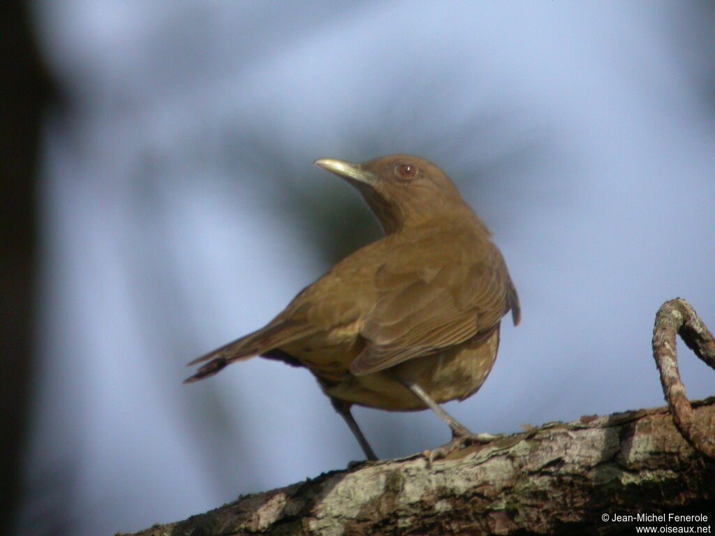 Clay-colored Thrush