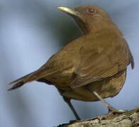 Clay-colored Thrush