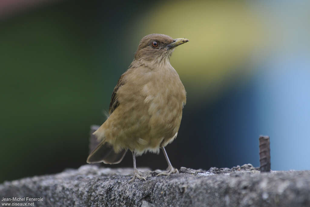 Clay-colored Thrushadult, close-up portrait