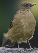 Clay-colored Thrush