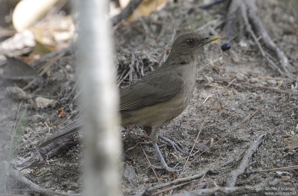 Clay-colored Thrush