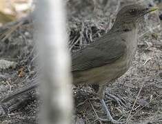 Clay-colored Thrush