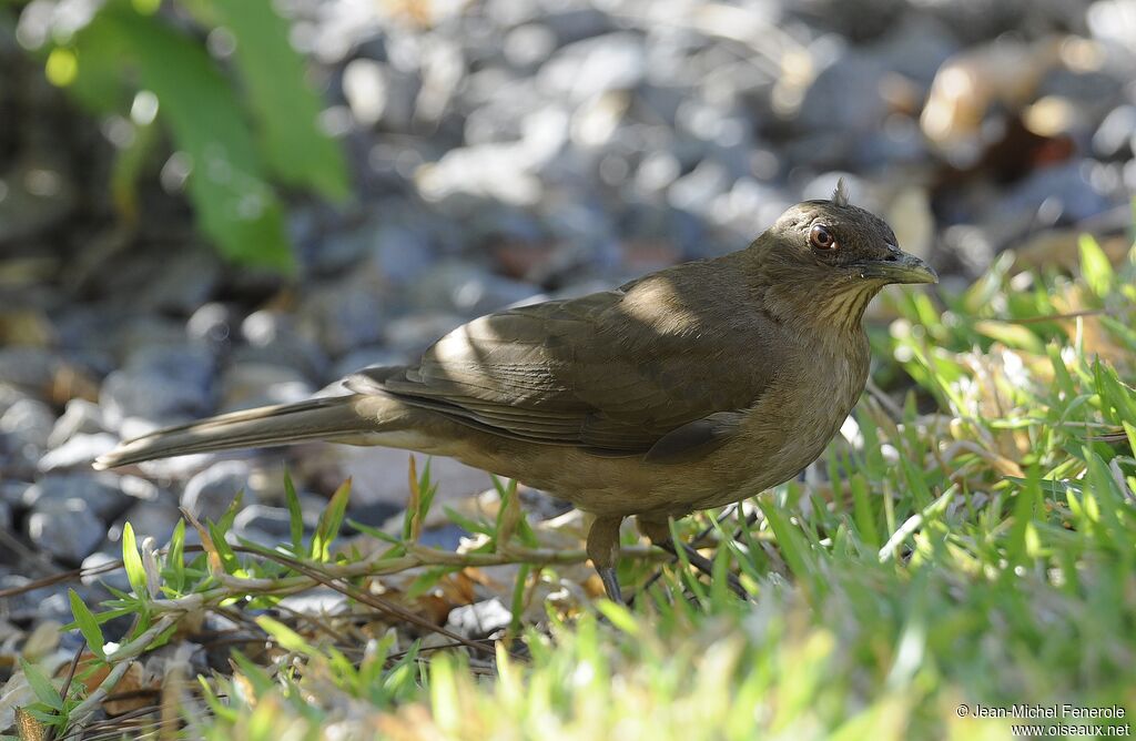 Clay-colored Thrush