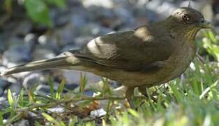 Clay-colored Thrush