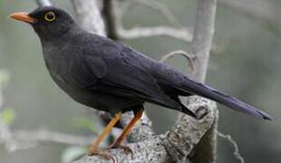 Great Thrush