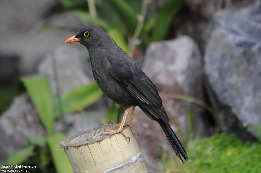 Merle géant mâle adulte, identification