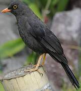 Great Thrush