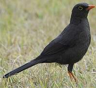 Great Thrush