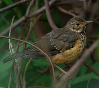 Kurrichane Thrush