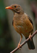 Kurrichane Thrush