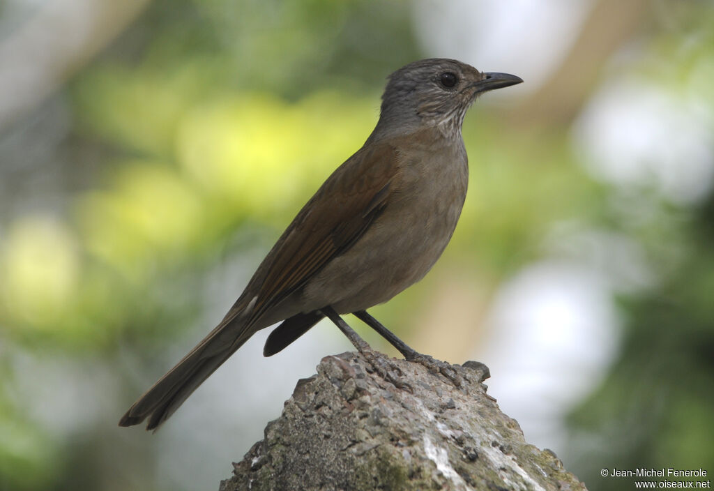 Pale-breasted Thrush