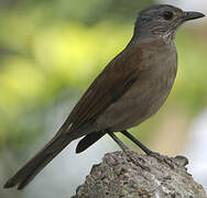 Pale-breasted Thrush