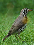 Groundscraper Thrush