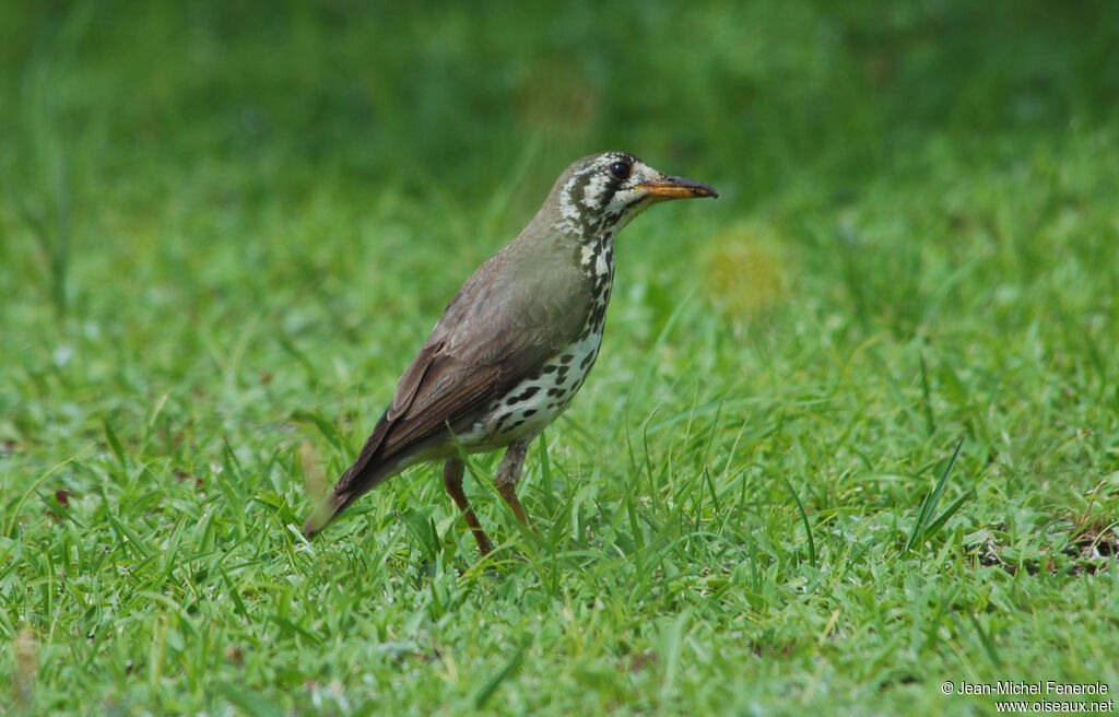 Groundscraper Thrush