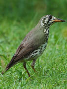 Groundscraper Thrush