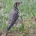 Merle litsitsirupa