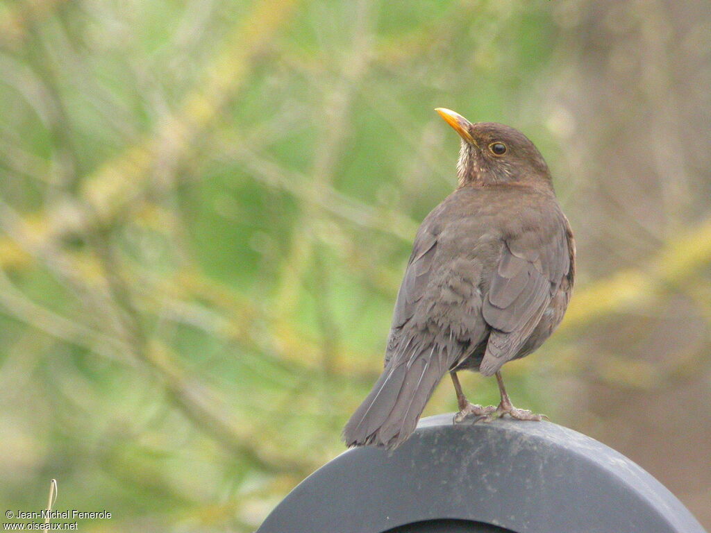 Common Blackbird