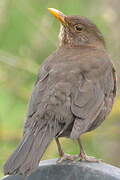 Common Blackbird