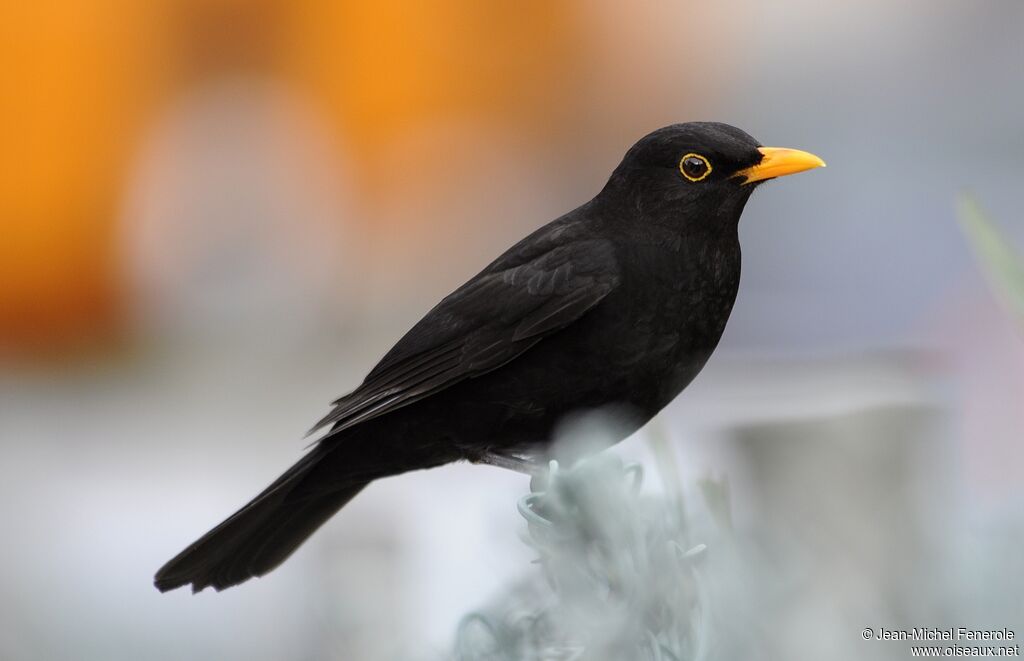 Common Blackbird