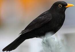 Common Blackbird