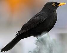 Common Blackbird