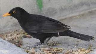 Common Blackbird