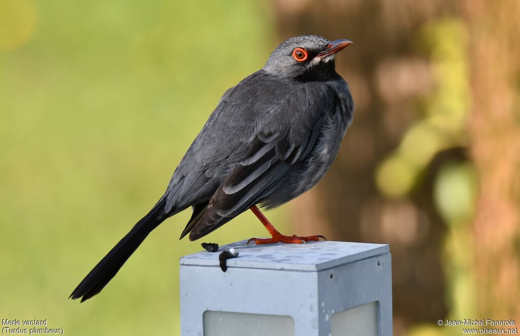 Red-legged Thrush