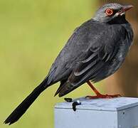 Red-legged Thrush