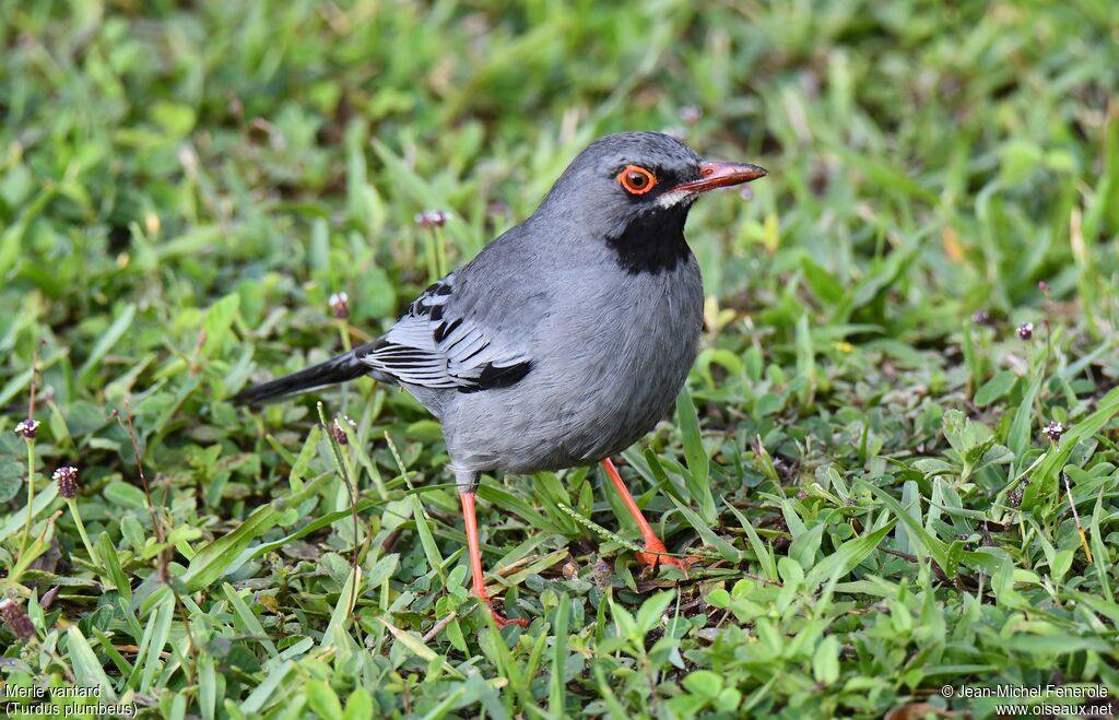 Red-legged Thrush