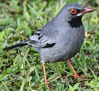 Red-legged Thrush