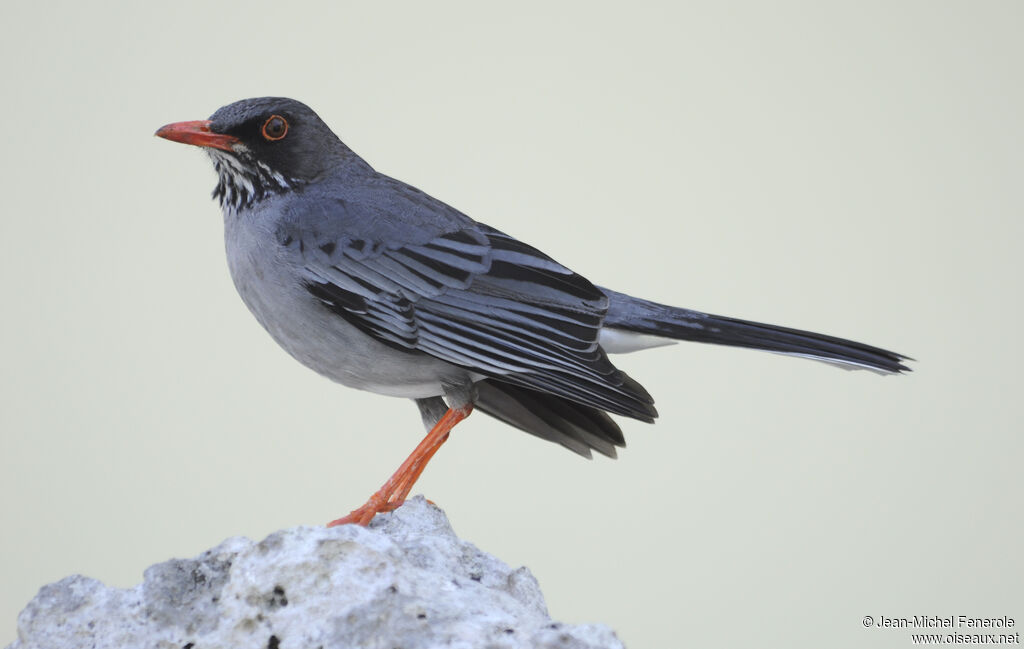 Red-legged Thrush