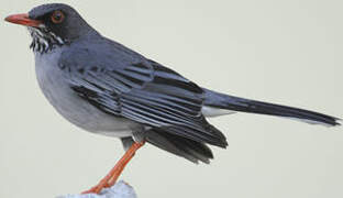 Red-legged Thrush