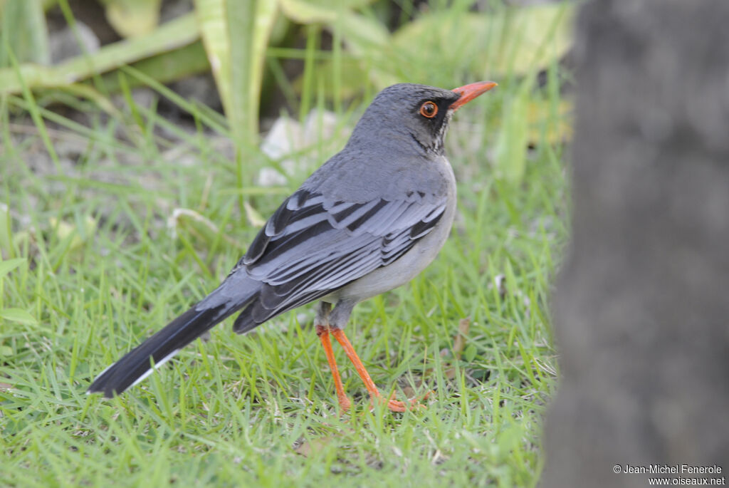 Red-legged Thrush