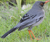 Red-legged Thrush